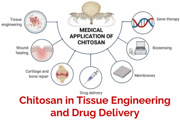 Application of Chitosan in Tissue Engineering and Drug Delivery cover
