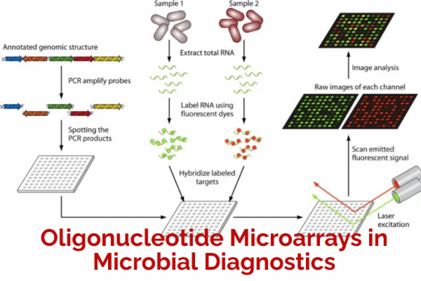 Oligonucleotide Microarrays in Microbial Diagnostics cover