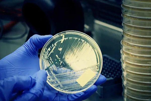 Microbial Genetics cover